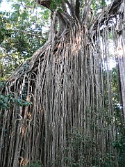 034 Curtain Fig Tree